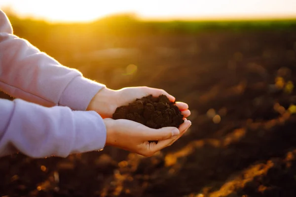 Hand Expert Farmer Collect Soil Farmer Checking Soil Quality Sowing — Fotografia de Stock