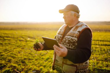 Gün batımında elinde tabletle buğday tarlasında çiftçi. Akıllı çiftlik. Tarım, bahçıvanlık veya ekoloji kavramı
