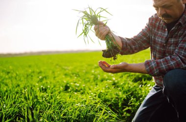 Genç yeşil buğday bir çiftçinin ellerinde filizleniyor. Tarım, bahçıvanlık veya ekoloji kavramı.