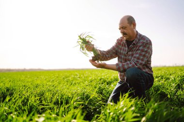 Genç yeşil buğday bir çiftçinin ellerinde filizleniyor. Tarım, bahçıvanlık veya ekoloji kavramı.