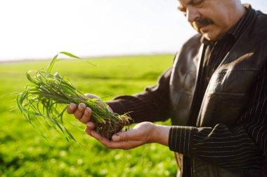 Genç yeşil buğday bir çiftçinin ellerinde filizleniyor. Tarım, bahçıvanlık veya ekoloji kavramı.