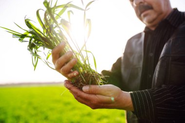 Genç yeşil buğday bir çiftçinin ellerinde filizleniyor. Tarım, bahçıvanlık veya ekoloji kavramı.