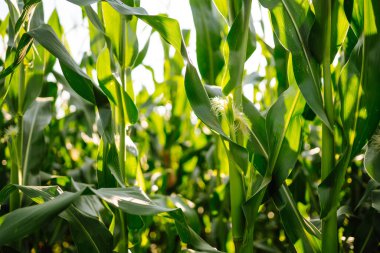 Tarım çiftliğindeki genç mısır tarlası. Tarım, organik bahçe, ekme ya da ekoloji konsepti.