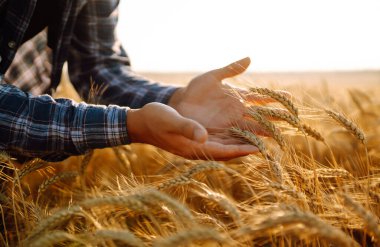 Erkek tarım işçisi mahsulün iyi durumda olduğundan emin olmak için buğday başaklarına dokunur. Tarım, bahçıvanlık veya ekoloji kavramı.