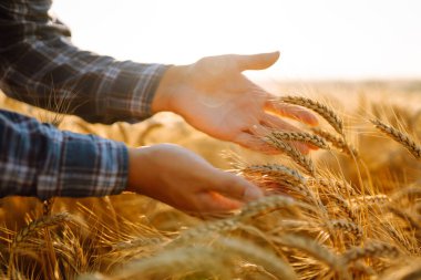 Erkek tarım işçisi mahsulün iyi durumda olduğundan emin olmak için buğday başaklarına dokunur. Tarım, bahçıvanlık veya ekoloji kavramı.