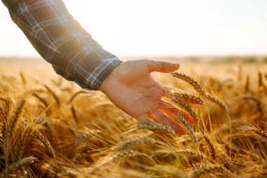 Erkek tarım işçisi mahsulün iyi durumda olduğundan emin olmak için buğday başaklarına dokunur. Tarım, bahçıvanlık veya ekoloji kavramı.