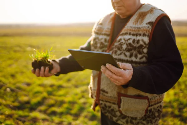Farmer Wheat Field Tablet His Hands Sunset Smart Farm Agriculture — Stock Photo, Image