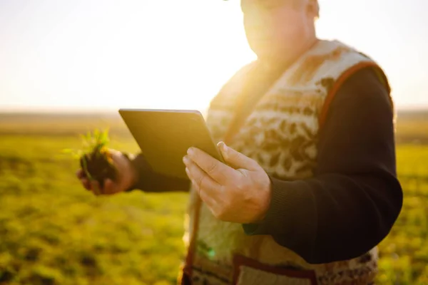 Farmer Wheat Field Tablet His Hands Sunset Smart Farm Agriculture — Stock Photo, Image