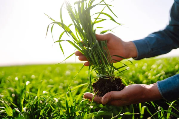 Jonge Groene Tarwe Ontspruit Handen Van Een Boer Begrip Landbouw — Stockfoto