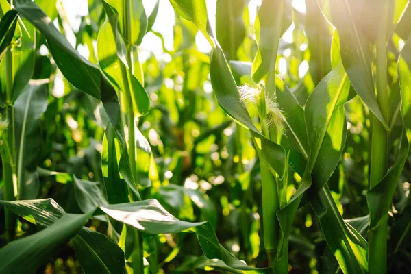Tarım çiftliğindeki genç mısır tarlası. Tarım, organik bahçe, ekme ya da ekoloji konsepti.