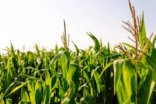 Tarım çiftliğindeki genç mısır tarlası. Tarım, organik bahçe, ekme ya da ekoloji konsepti.