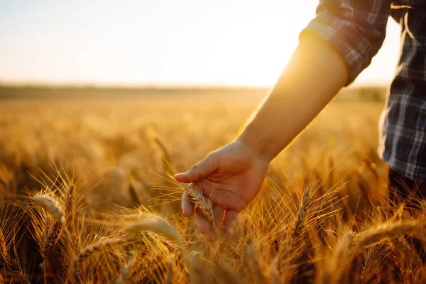 Male farm worker touches the ears of wheat to assure that the crop is in good condition. Agriculture, gardening or ecology concept.