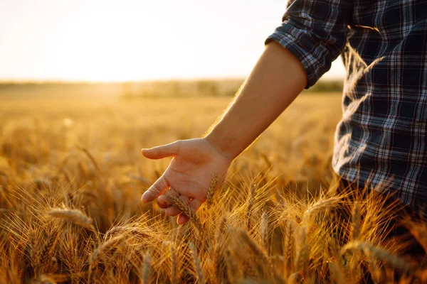 Male Farm Worker Touches Ears Wheat Assure Crop Good Condition — 스톡 사진