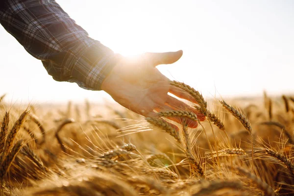 Мужчина Сельскохозяйственный Работник Касается Колосьев Пшеницы Убедиться Урожай Находится Хорошем — стоковое фото
