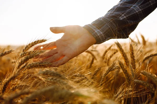 Male Farm Worker Touches Ears Wheat Assure Crop Good Condition — Foto Stock