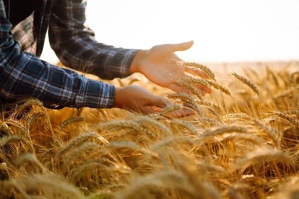 Mannelijke Landarbeider Raakt Oren Van Tarwe Ervoor Zorgen Dat Het — Stockfoto