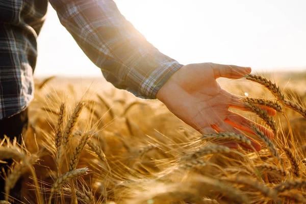 Male Farm Worker Touches Ears Wheat Assure Crop Good Condition — Foto Stock