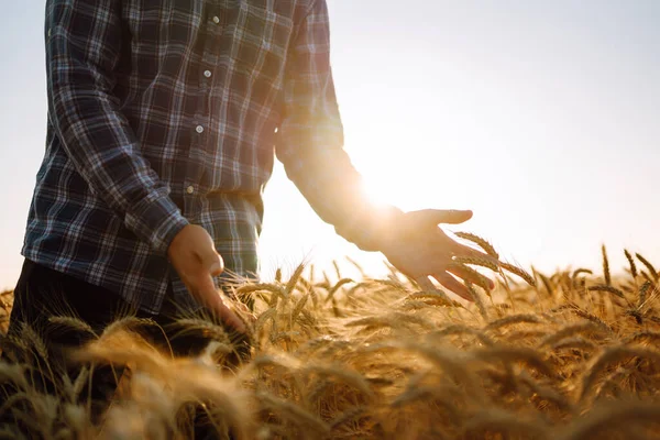 Male farm worker touches the ears of wheat to assure that the crop is in good condition. Agriculture, gardening or ecology concept.