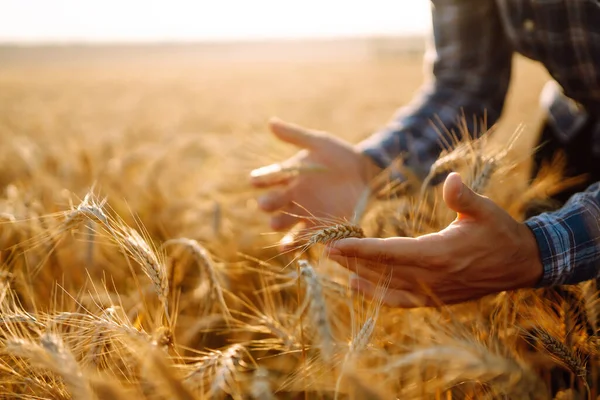 Male Farm Worker Touches Ears Wheat Assure Crop Good Condition — 스톡 사진