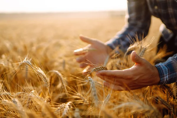 Male Farm Worker Touches Ears Wheat Assure Crop Good Condition — Φωτογραφία Αρχείου