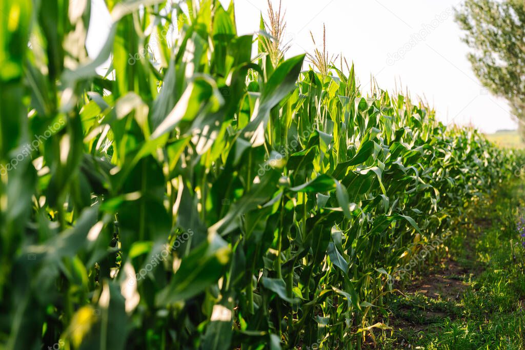 Young corn field at agriculture farm. Agriculture, organic gardening, planting or ecology concept.