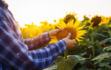 Ayçiçeği tarlasında mahsulü inceleyen çiftçi. İş, hasat, organik bahçe konsepti.