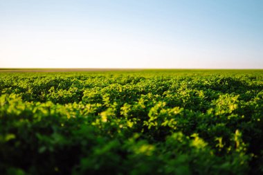 Yaz mevsiminde güneş ışığına karşı Lucerne (Medicago sativa) yeşil alanı. Taze otların yetiştiği alan. 