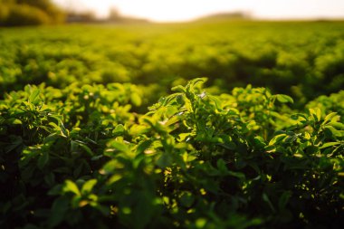 Yaz mevsiminde güneş ışığına karşı Lucerne (Medicago sativa) yeşil alanı. Taze otların yetiştiği alan. 