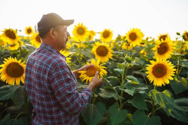 Farmer examining crop  in the sunflower field. Business, harvesting, organic gardening concept.