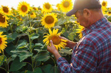 Farmer examining crop  in the sunflower field. Business, harvesting, organic gardening concept.