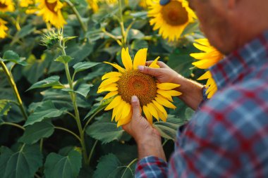 Farmer examining crop  in the sunflower field. Business, harvesting, organic gardening concept.