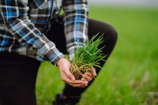 Mladá Pšenice Klíčí Rukou Farmáře Koncept Zemědělství Zahradnictví Nebo Ekologie — Stock fotografie