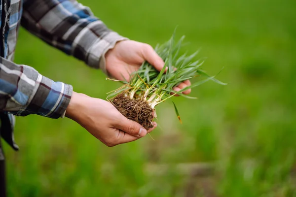 Young Wheat Sprout Hands Farmer Agriculture Gardening Ecology Concept — Stok Foto