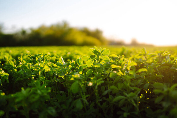 Green field of lucerne (Medicago sativa) summer time against sunlight. Field of fresh grass growing. 