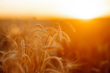 Backdrop of ripening ears of yellow wheat field on the sunset. Autumn harvest.
