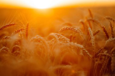 Backdrop of ripening ears of yellow wheat field on the sunset. Autumn harvest.