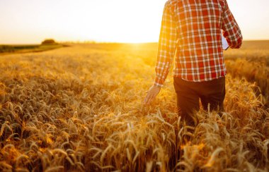 Amazing view with man with his back to the viewer in a field of wheat touched by the hand of spikes In the sunset light. Autumn harvest.