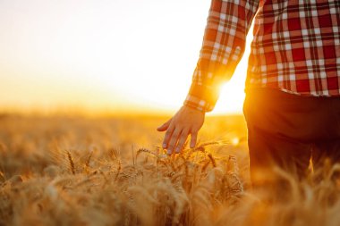 Amazing view with man with his back to the viewer in a field of wheat touched by the hand of spikes In the sunset light. Autumn harvest.