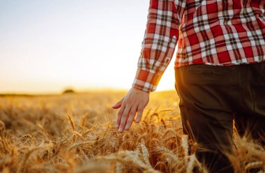 Amazing view with man with his back to the viewer in a field of wheat touched by the hand of spikes In the sunset light. Autumn harvest.