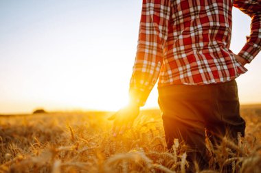 Amazing view with man with his back to the viewer in a field of wheat touched by the hand of spikes In the sunset light. Autumn harvest.