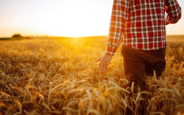 Amazing view with man with his back to the viewer in a field of wheat touched by the hand of spikes In the sunset light. Autumn harvest.