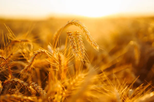 Backdrop Ripening Ears Yellow Wheat Field Sunset Autumn Harvest — Foto Stock