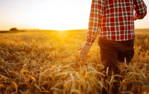 Amazing view with man with his back to the viewer in a field of wheat touched by the hand of spikes In the sunset light. Autumn harvest.