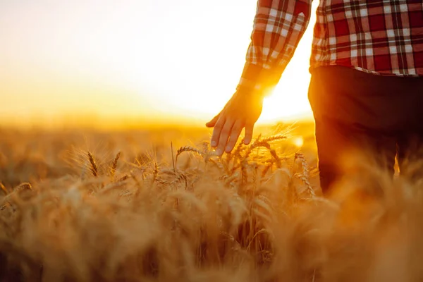 Дивовижний Вид Людиною Спиною Глядача Полі Пшениці Торкаючись Руки Шипів — стокове фото