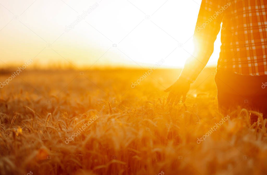 Amazing view with man with his back to the viewer in a field of wheat touched by the hand of spikes In the sunset light. Autumn harvest.