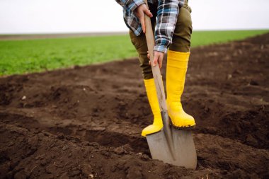 Female Worker wearing yellow boots digs soil with shovel in the vegetable garden. Agriculture, organic gardening, planting or ecology concept.