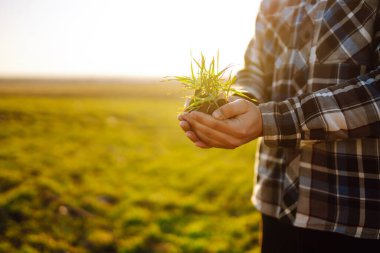Young Green wheat seedlings in the hands of a farmer.  The concept of the agricultural business.