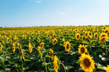 Field of blooming sunflowers. Organic and natural flower background.