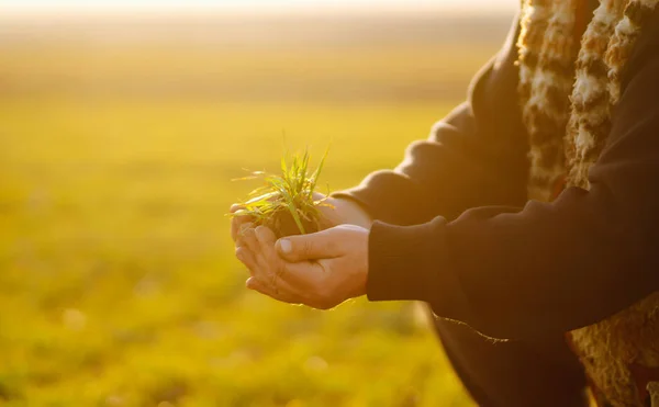 Young Green Wheat Seedlings Hands Farmer Concept Agricultural Business — 图库照片