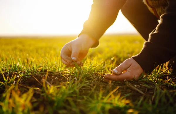 Young Green Wheat Seedlings Hands Farmer Concept Agricultural Business — 图库照片